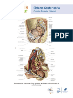 Sistema Geniturinário