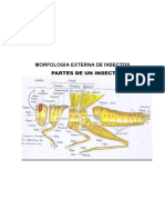 Resumen Entomología para El Parcial