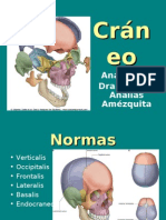 Craneo anatomia