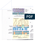 Peptidoglucano