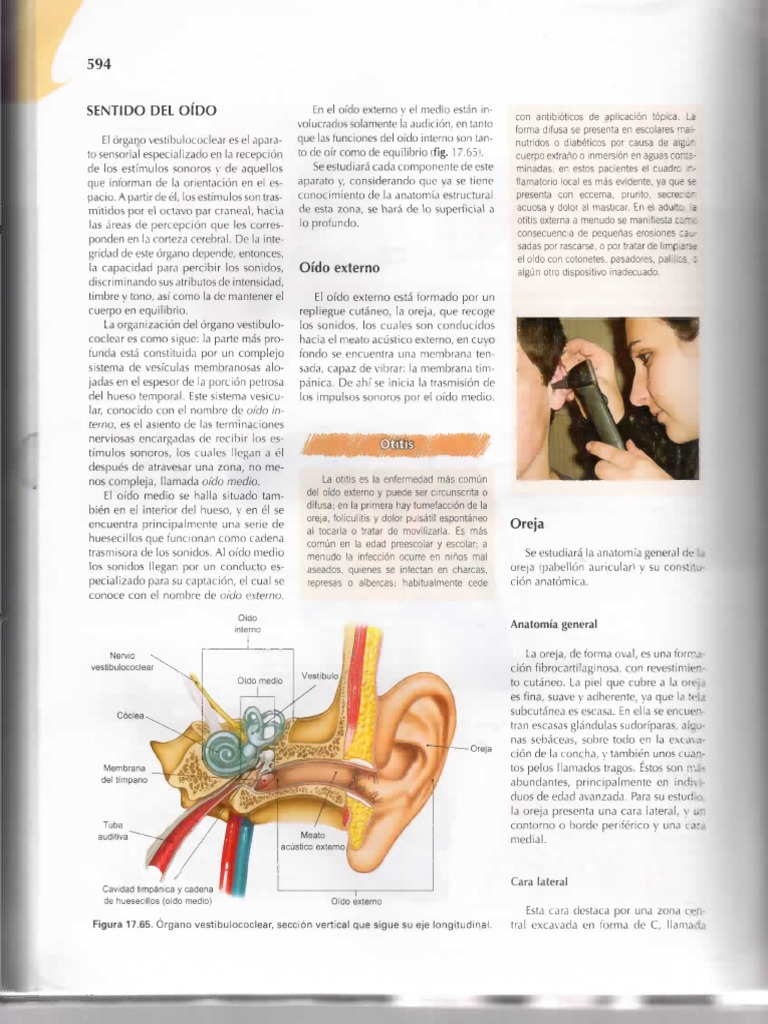 Anatomia Del Oido Pdf Otorrinolaringología Sistema Esquelético