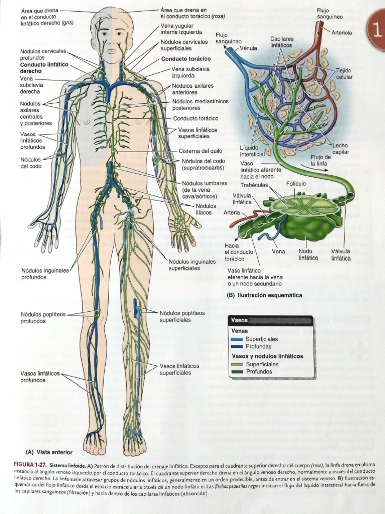 Ganglios Linfaticos Pdf Sistema Linfático Medicina Clinica
