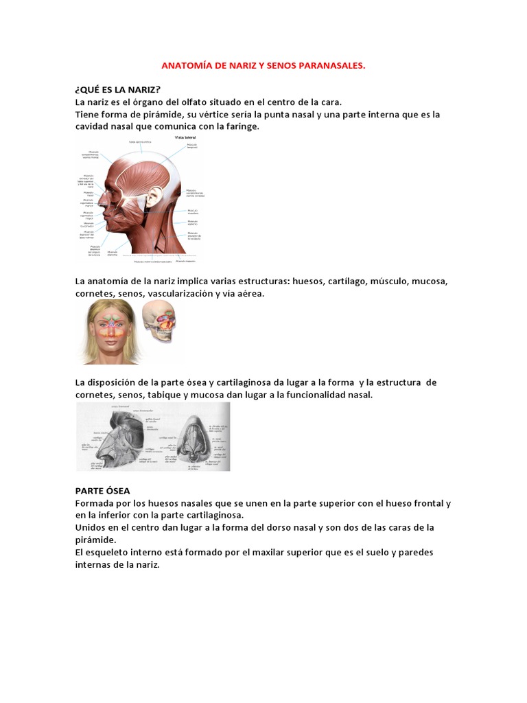 Anatomía de la Nariz y Senos Paranasales | PDF | Nariz humana ...