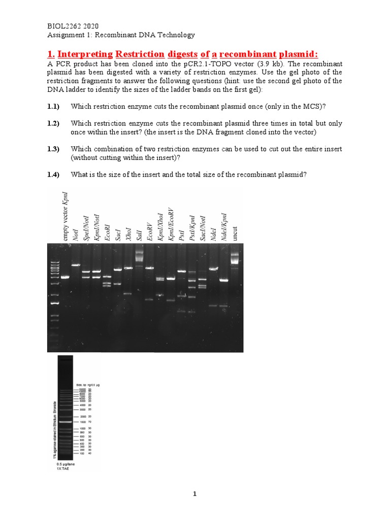 Recombinant DNA Tech Assignment | PDF | Molecular Cloning | Plasmid