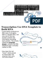 DNA Structure and Gene Function Part 2