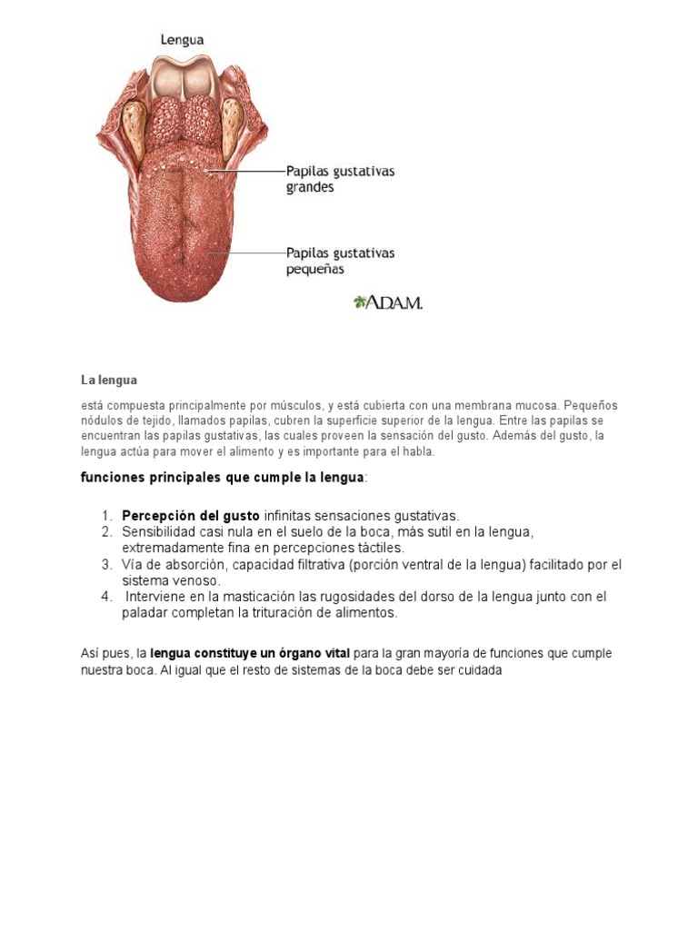 Funciones y anatomía de la lengua | PDF | Artes del Lenguaje y ...