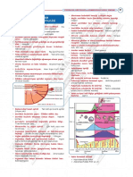 04 Genital Sistem Histolojisi Ve Fizyolojisi