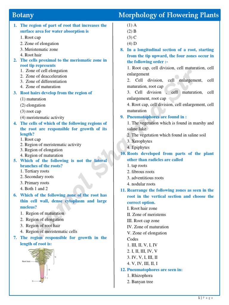 Anmol Sir's Guide to Plant Morphology | PDF | Seed | Leaf