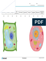 Parts of Cells Labelled Diagram
