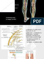 Tibial Nerve - Pyu