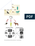 Ciclo de Transmissão - Febre Do Nilo Ocidental