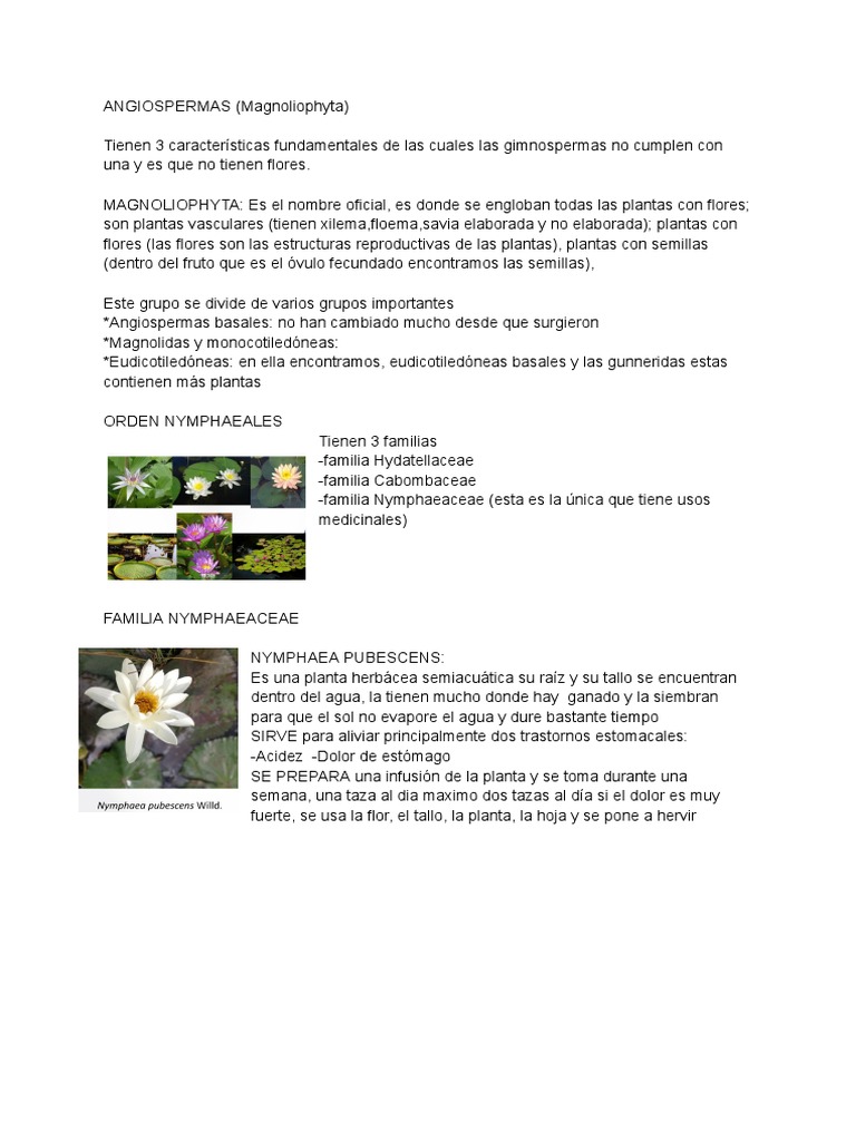 Magnoliophyta | PDF | Ajo | VIH