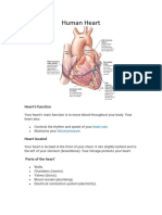 Human Heart