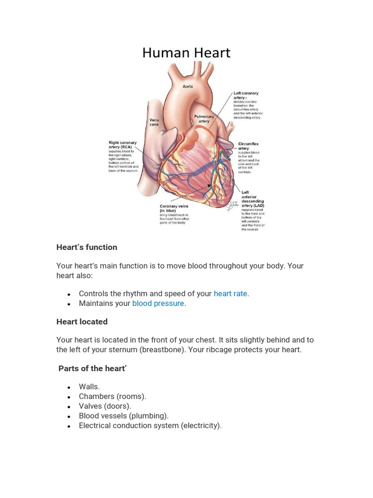 Human Heart | PDF | Heart | Heart Valve