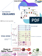 1.lineas Celulares Reumatologia