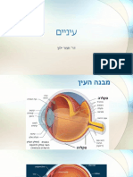 עיניים אנטומיה2023