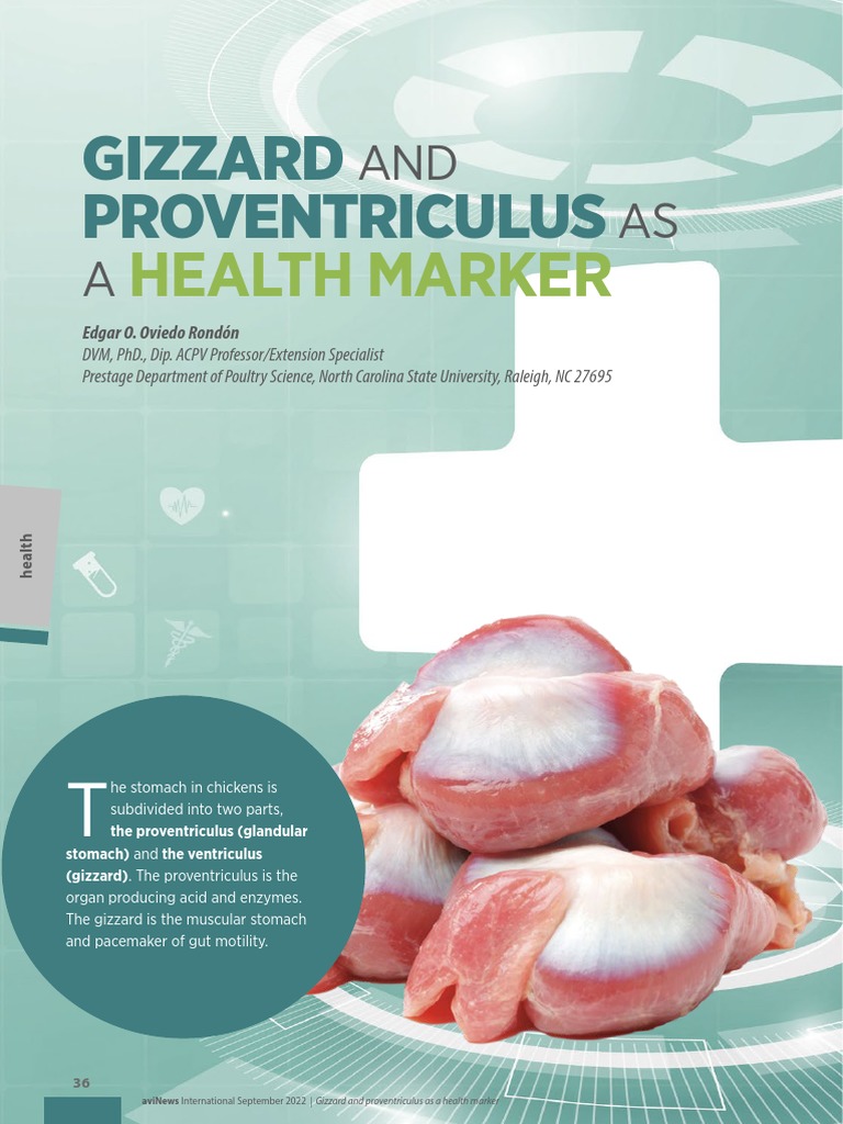 Gizzard and Proventriculus Health Insights | PDF | Adenoviridae ...