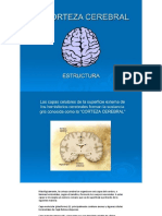 Corteza, Tronco, Medula