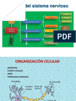 Sistema Nervioso Humano