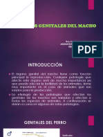 Patologías Genitales Del Macho