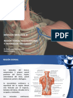 17 Región Dorsal, Masticadores y Triángulos Del Cuello