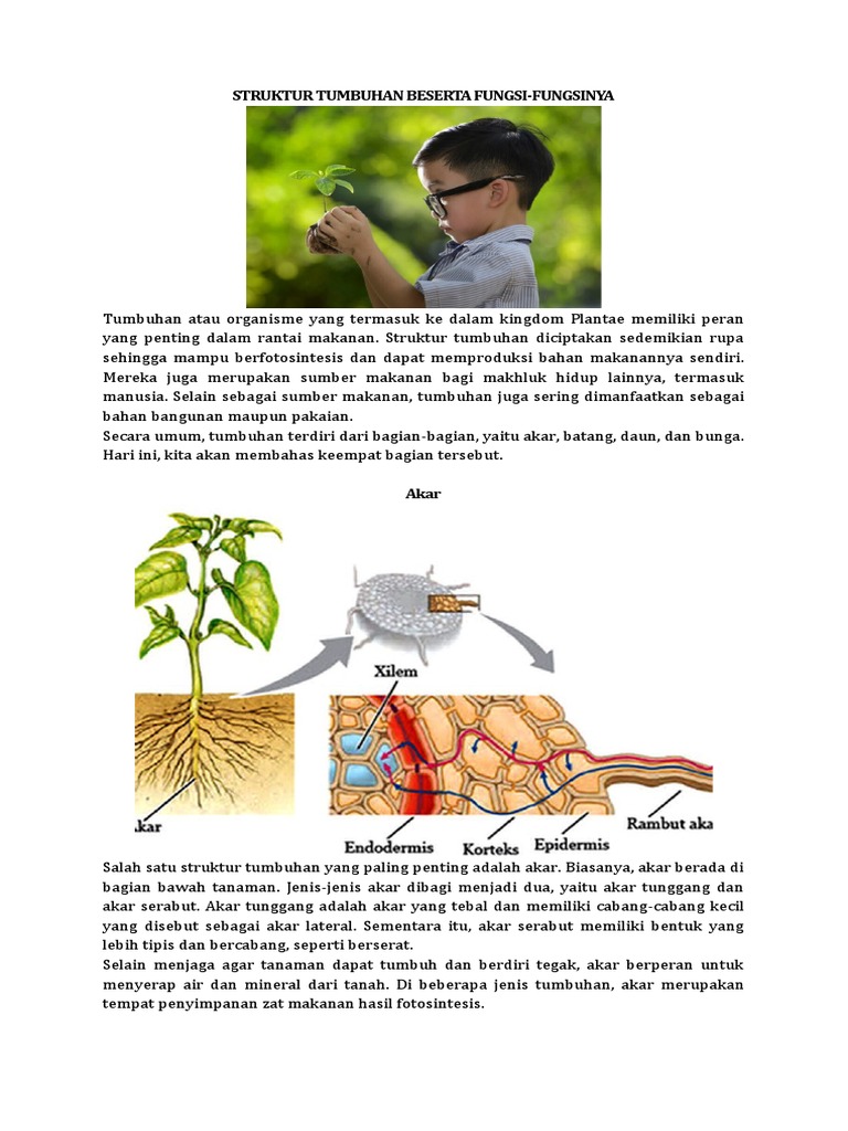 Struktur Tumbuhan Beserta Fungsi | PDF
