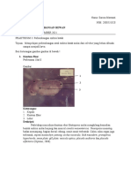 ILAROSA MAWANTI - 2008531028 - Praktikum III (Embriologi Katak)