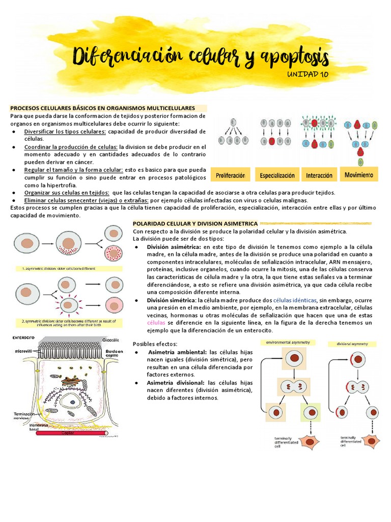 Diferenciación Celular y Apoptosis | PDF | Bcl 2 | Apoptosis