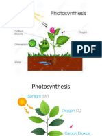 Photosynthesis