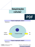 Respiração Celular - Glicólise