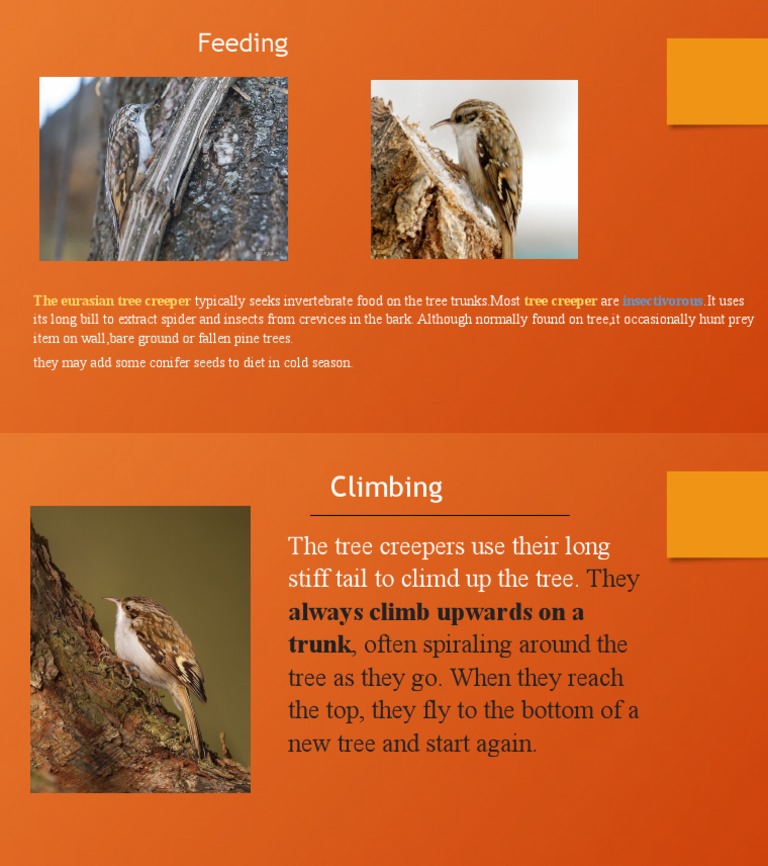 Eurasian Tree Creeper PDF