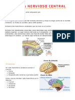 Sistema Nervioso Central