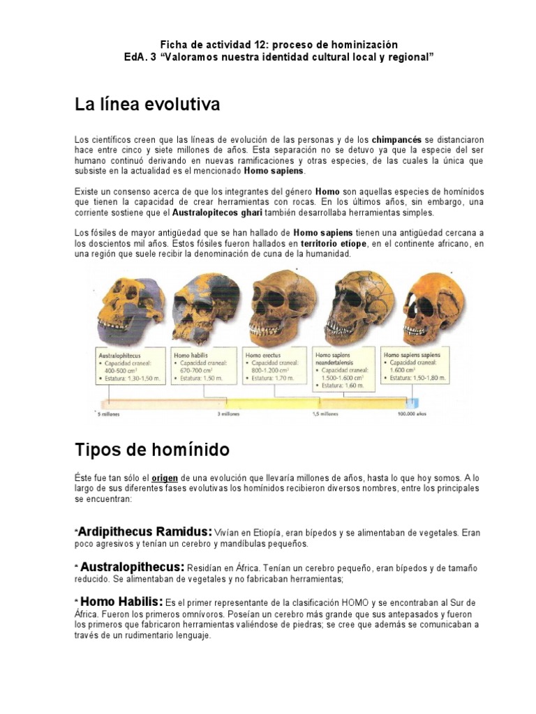 Ficha12 La Línea Evolutiva | Descargar gratis PDF | Evolución humana ...