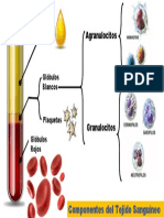 Componentes de La Sangre