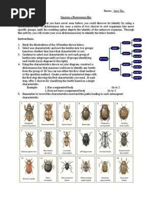 _Creating a Dichotomous Key