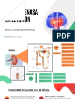 Cicloxigenasa en El Riñón
