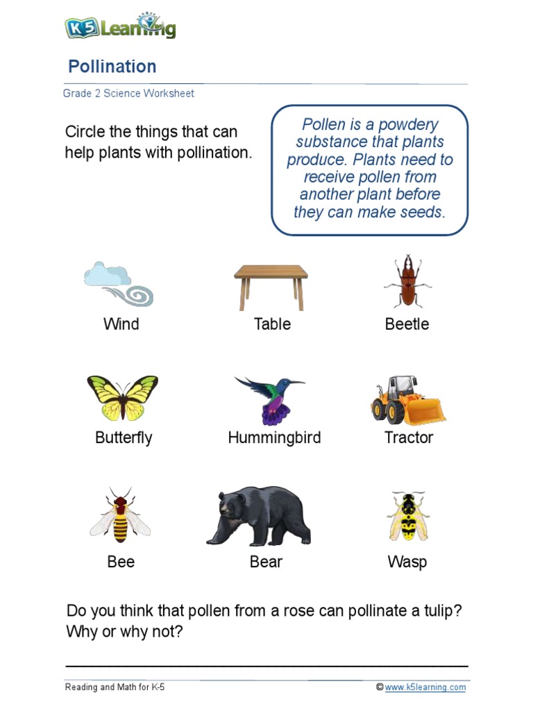 Grade 2 Pollination Worksheet | PDF | Science & Mathematics