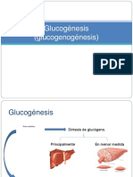 Glucogenesis