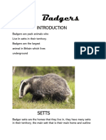 Badger Report