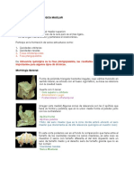 Anatomía Implantológica