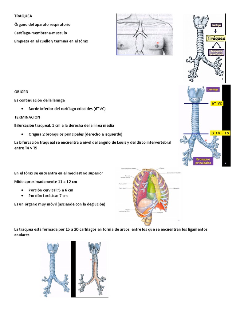 Anatomía de la Tráquea y Bifurcación | PDF | Pulmón | Tórax