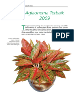 12 Aglaonema Terbaik 2009