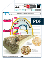 Clasificación de Los Huesos-4sec