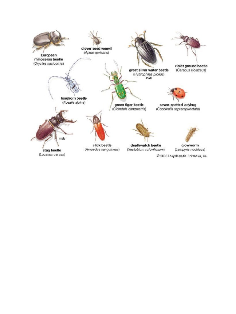 beetle-names-pdf