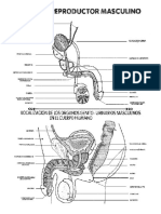 Aparato Reproductivo Masculino CN