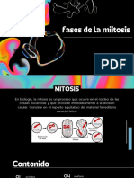 Fases de La Miitosis