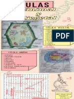 Celulas Animal y Vegetal