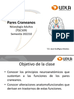 Pares Craneanos Neurologia Adultos 202210