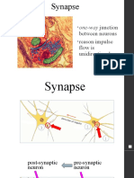 2 - Synapse and Reflex Arc