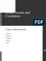 4 - Blood Vessel Anatomy
